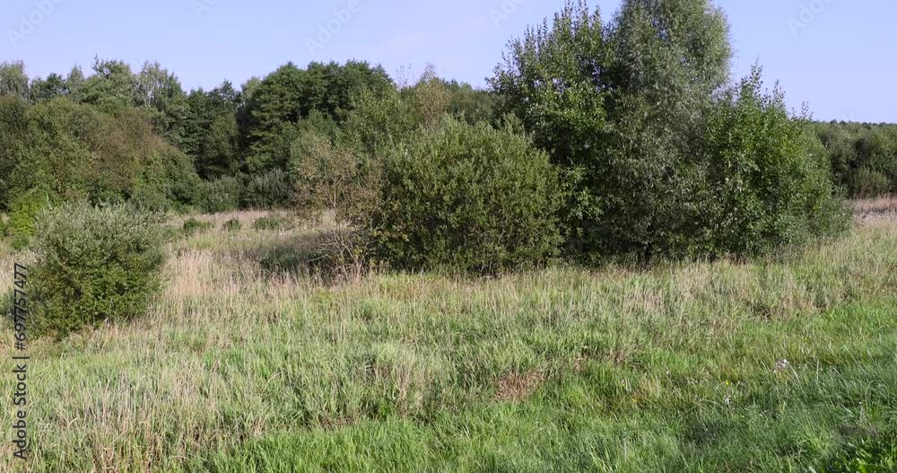 a field with green grass and shrubs with green foliage, a field at the edge of the forest with mixed trees a field with green grass and shrubs with green foliage, a field at the edge of the forest with mixed trees