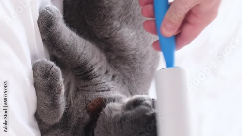 A man cleans the fur of a gray cat. The period of shedding in cats. Vertical video photo