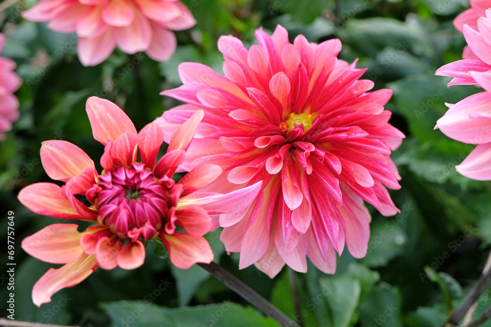 Fototapeta premium Bright pink Catherine wheel decorative dahlia 'Misses Dutch' in flower.