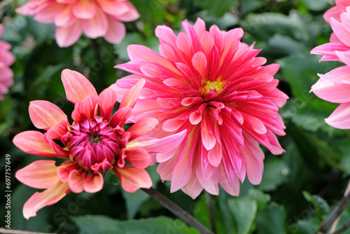 Bright pink Catherine wheel decorative dahlia  Misses Dutch  in flower.