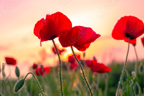 Red poppies in a field at sunset. Summer floral landscape