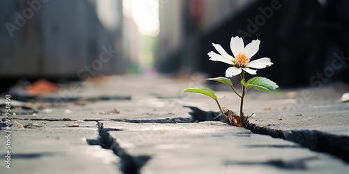  white flower growing on crack street, soft focus © Creative Canvas