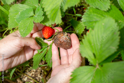 Billede på lærred strawberry berry affected by gray rot in the hands of a gardener next to a healthy berry