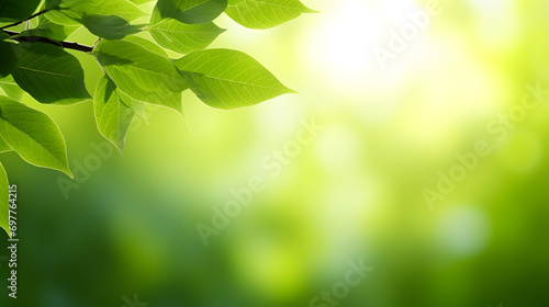 Panorama Of Fresh Green Leaves And Sunlight