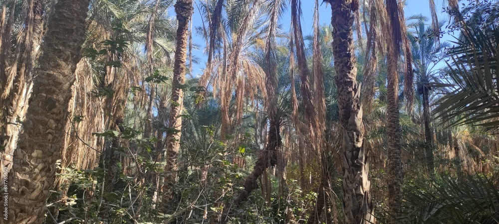 Fototapeta premium Date palms in the oasis city of Tozeur Tunisia