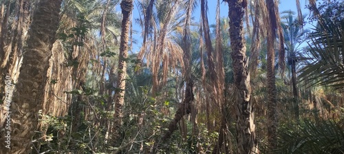 Date palms in the oasis city of Tozeur Tunisia