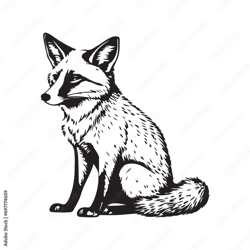 fox cartoon isolated on Black