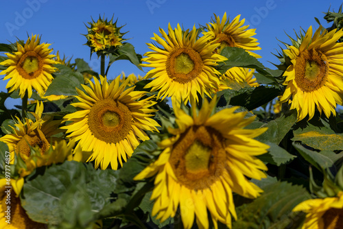 Beautiful blooming yellow sunflowers in the summer