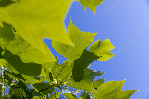 tulip tree with green foliage in windy weather