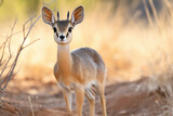 A Dik dik, a small antelope, in its natural savannah habitat