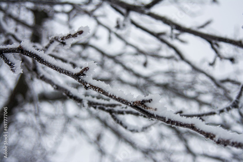 plant covered with snow in winter, frozen icy foliage, fallen snow, frost and precipitation, freezing rain