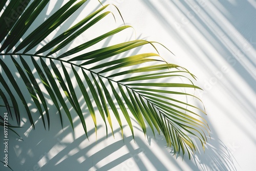 green palm leaves and shadows on a white wall background  for design or product presentation