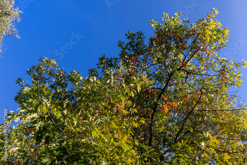 oak tree during the autumn season before leaf fall