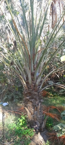 Date palms in the oasis city of Tozeur Tunisia