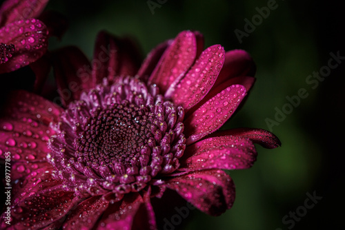 Flower background with dew drops  red chrysanthemum with dew drops on the petals
