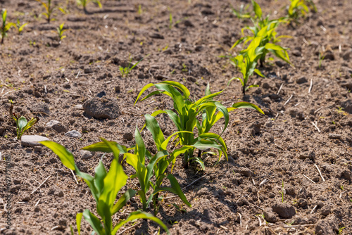 young corn sprouts in early summer, a field
