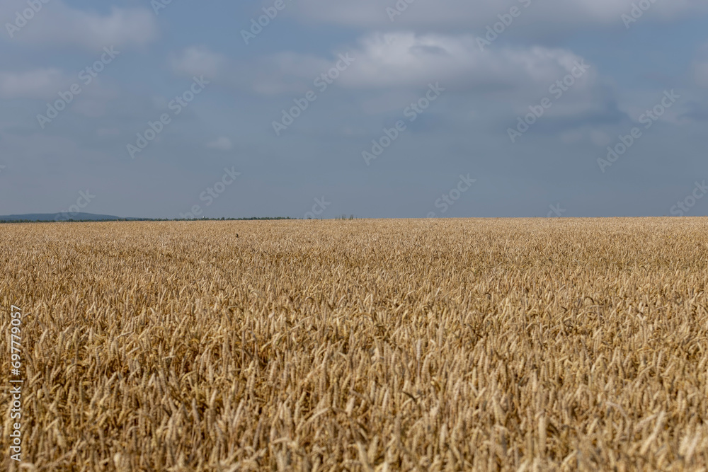rye field with grain harvest on hot summer days rye field with grain harvest on hot summer days