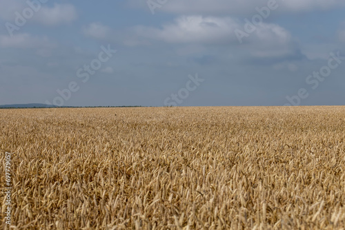 rye field with grain harvest on hot summer days