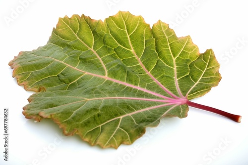 Isolated rhubarb leaf. Generative AI photo