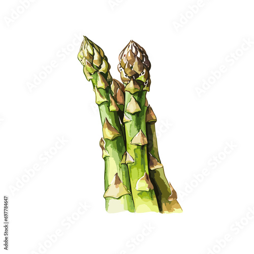 Tasty fresh asparagus Natural dietary edible plant