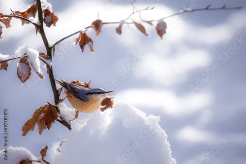 nuthatch in snow