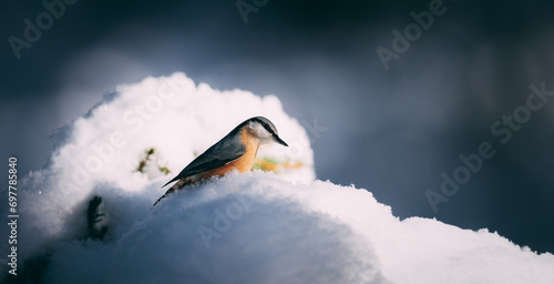 nuthatch in snow