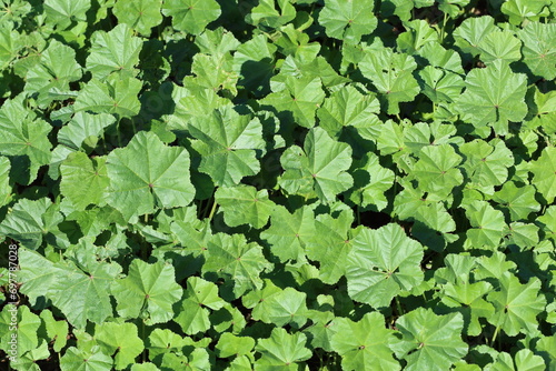 Malva parviflora is an annual or perennial herb photo