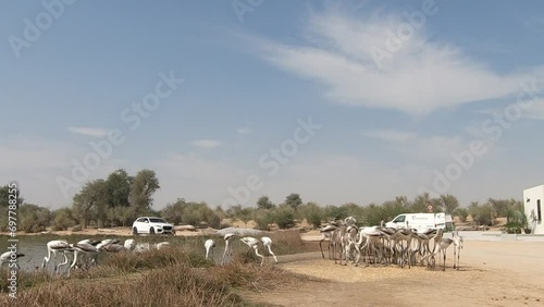 Flamingos in Dubai desert. Birds watching location in desert 