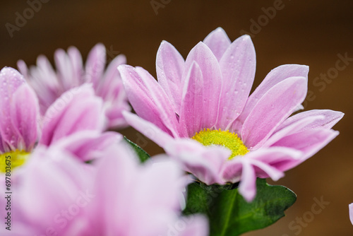 Background with drops of dew on the petals of a pink flower  flower petals with dew