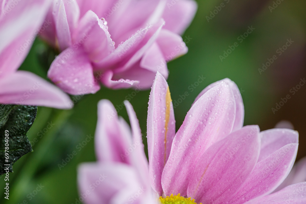 Background with drops of dew on the petals of a pink flower, flower petals with dew