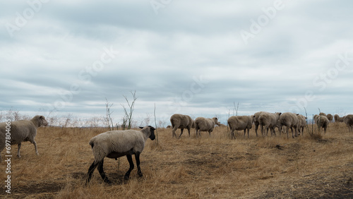 Group of sheep in a golden grassy plain with cloudy sky. A distinct cute black-skinned sheep walks in a herd of white-skinned sheep.