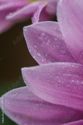 Background with drops of dew on the petals of a pink flower, flower petals with dew