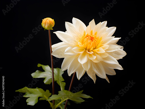 Chandramallika flower in studio background, single Chandramallika flower, Beautiful flower, ai generated image
