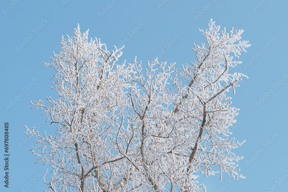 Branches tree are covered with snow crystals and frost after severe winter frosts blue background clear sky.