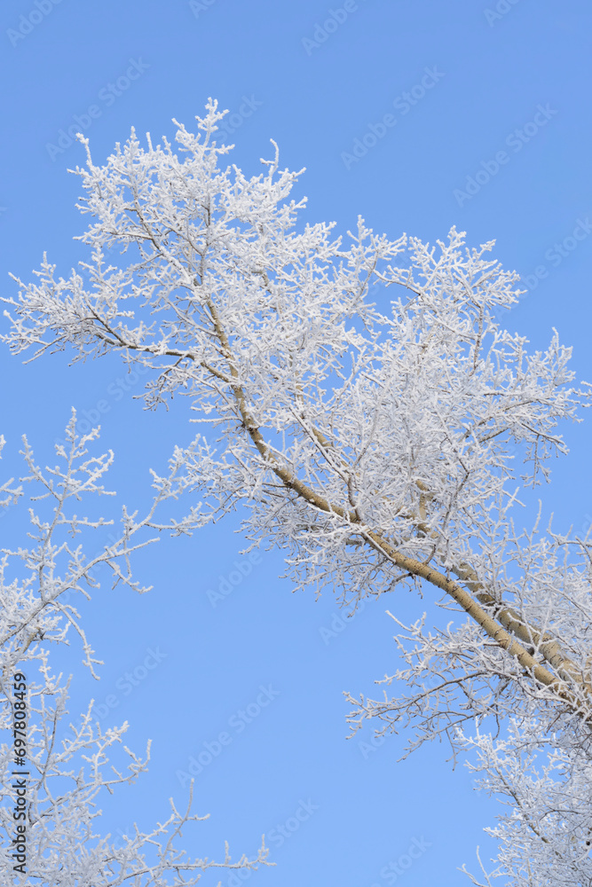 Branches tree are covered with snow crystals and frost after severe winter frosts blue background clear sky.