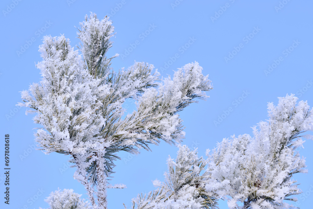 Branches pine tree are covered with snow crystals and frost after severe winter frosts blue background clear sky.