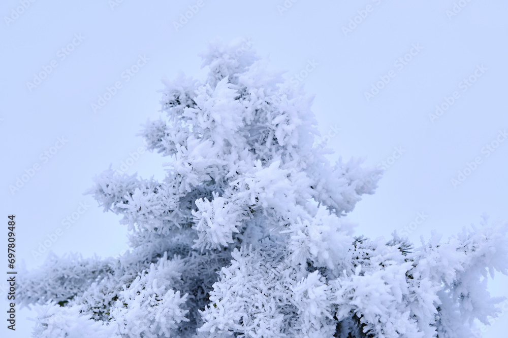 Green branches of the spruce and needles are covered with snow crystals and frost after severe winter frosts. Green branches of the spruce and needles are covered with snow crystals and frost after severe winter frosts.