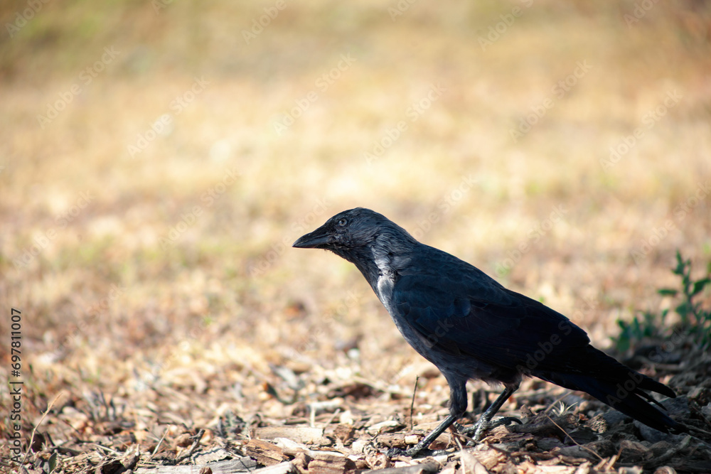Obraz premium Black crow in the park. Bird looking for food