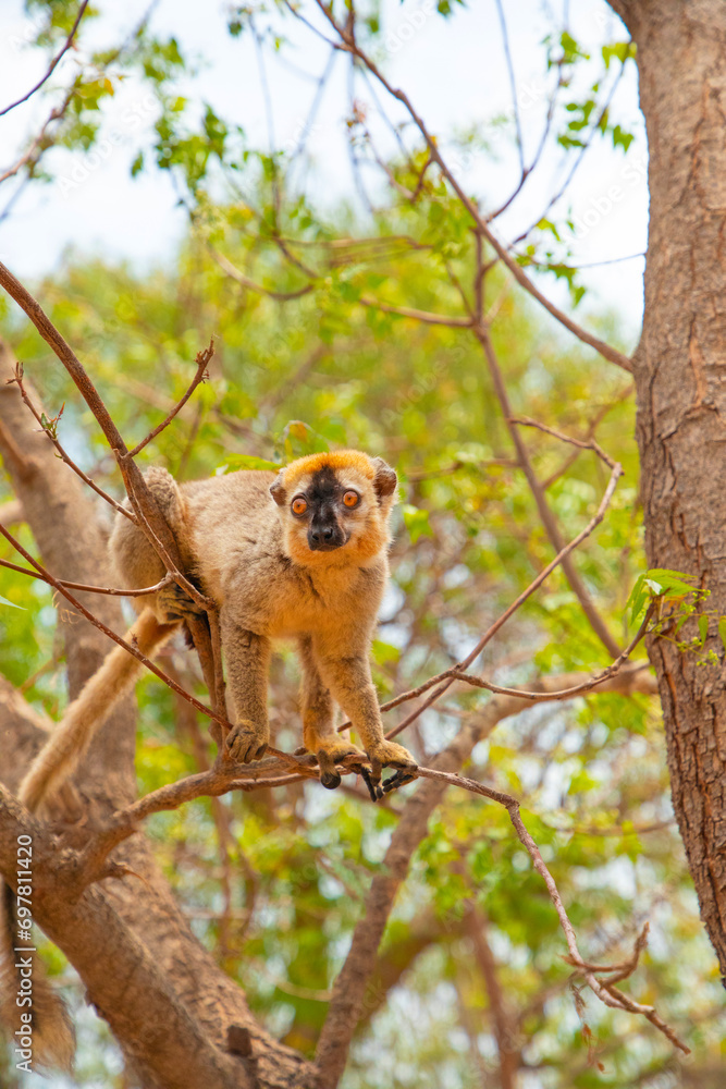 Cute brown lemur (Eulemur fulvus) with orange eyes. Cute brown lemur (Eulemur fulvus) with orange eyes.