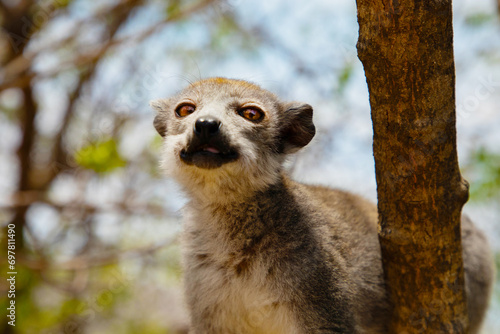 grey crowned lemur eating fruit