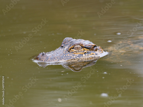 Baby American Alligator Swimming in Olive Green Water