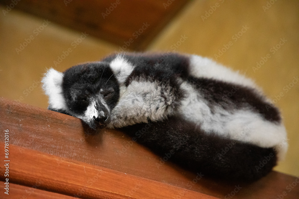 Fototapeta premium black and white ruffed lemur in its natural habitat