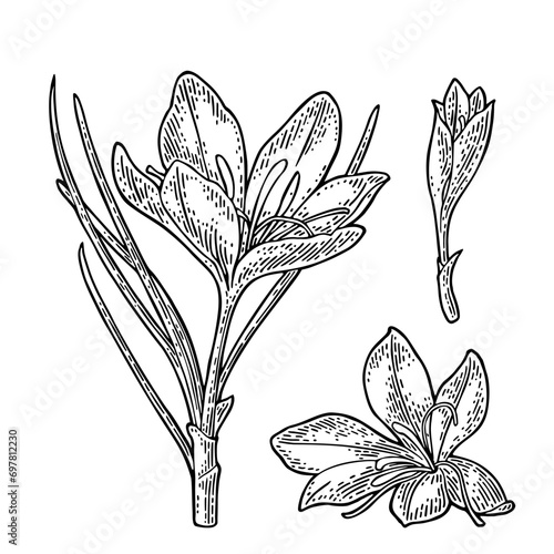 Plant saffron with flower and stamens. Black engraving vintage vector illustration photo