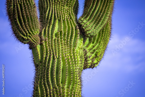 Saguaro cactus outside of Phoenix at sunrise  