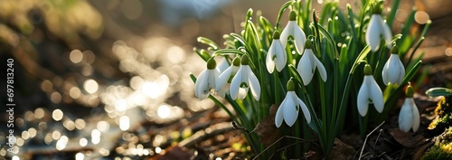 white snowdrop flowers bloom outdoors with sunlight © olegganko