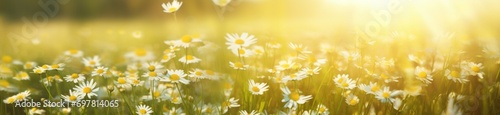 a field of flowers with sun rays behind them © olegganko