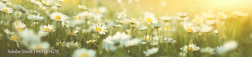 a field of flowers with sun rays behind them © olegganko