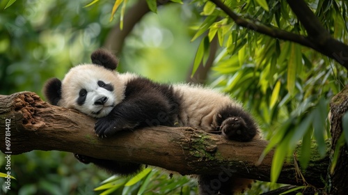 A baby panda napping on a tree branch