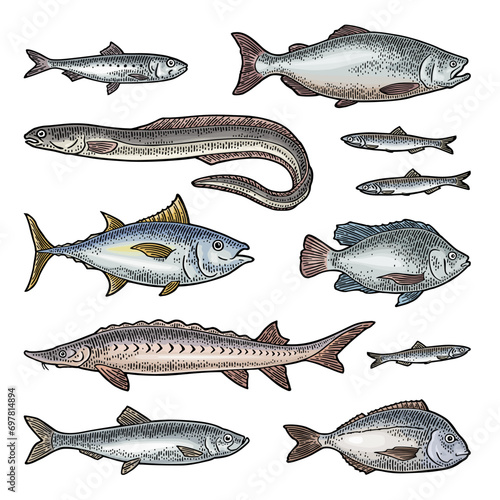 Whole fresh different types fish. Vector engraving vintage