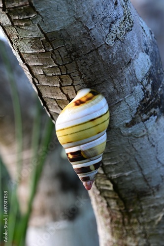 Florida Tree Snail - Liguus fasciatus - on Gumbo Limbo Tree - Bursera simaruba in Everglades National Park, Florida. photo